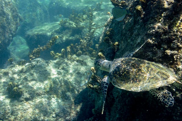 eine-schildkroete-beim-tauchen-fotografiert