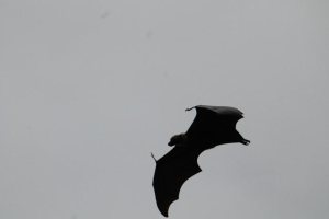 grosse-flughunde-die-zur-daemmerung-rauskommen