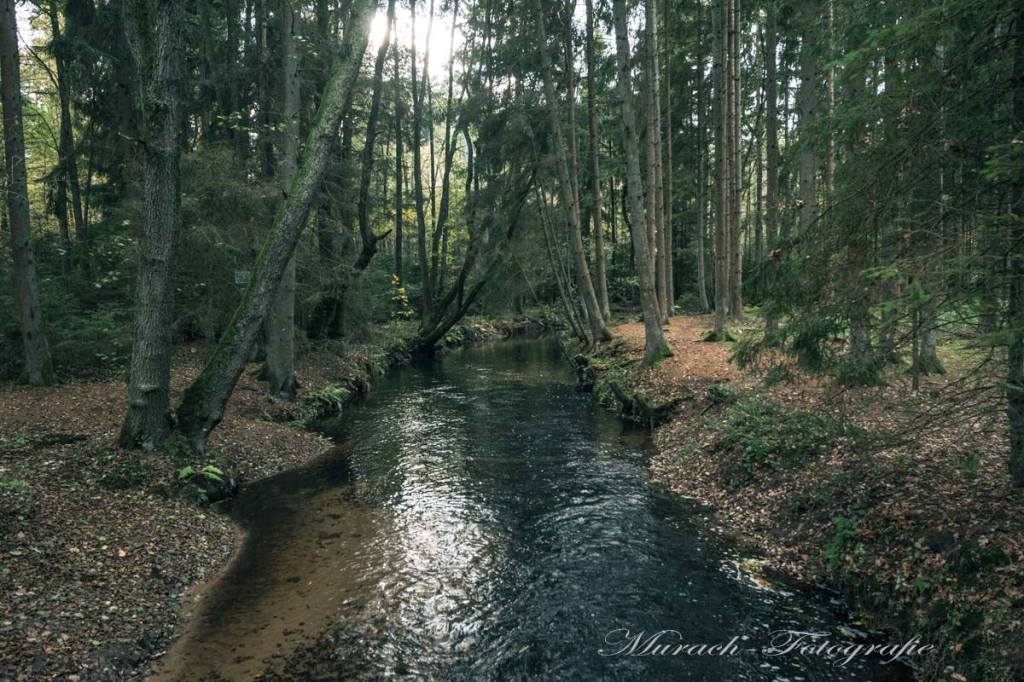 estewanderweg-im-wald