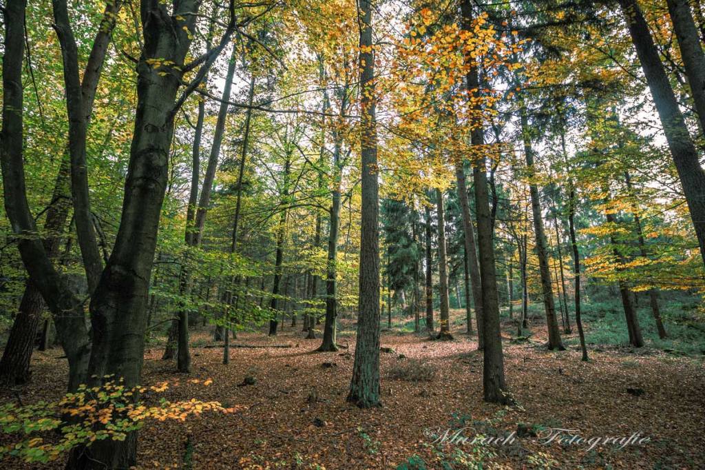 laubwald-im-herbst-