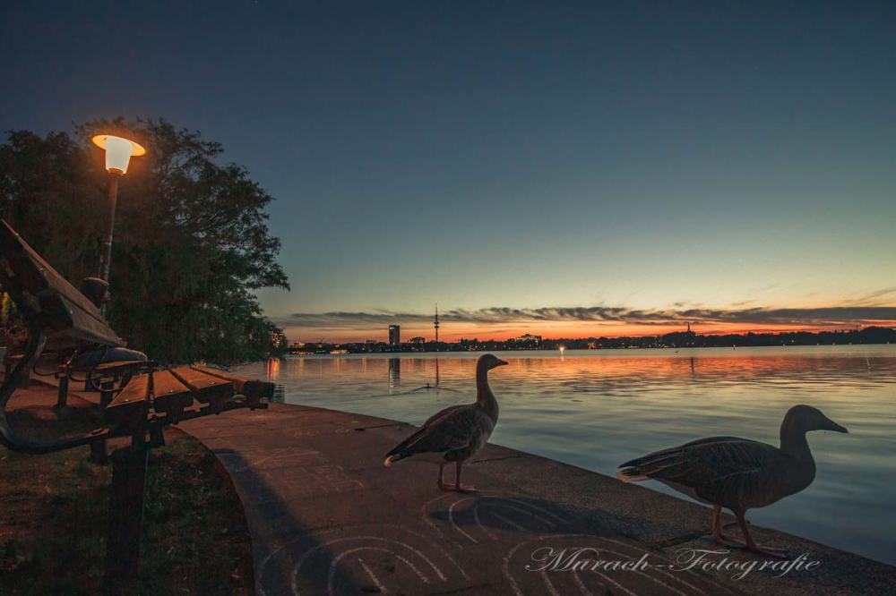 wildgaense-an-der-aussenalster