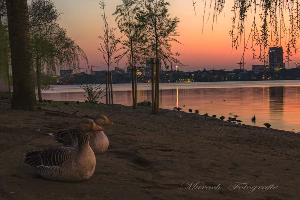 zwei-wildgaense-am-alsterufer-im-sonnenuntergang