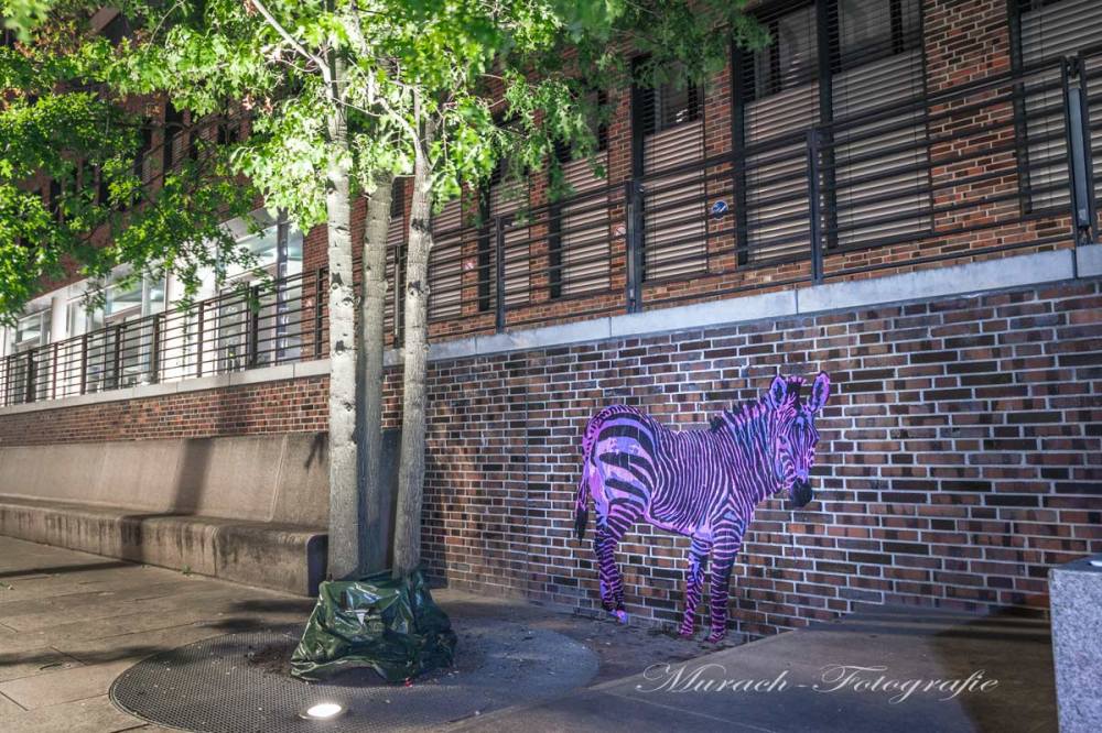 zebra-graffiti