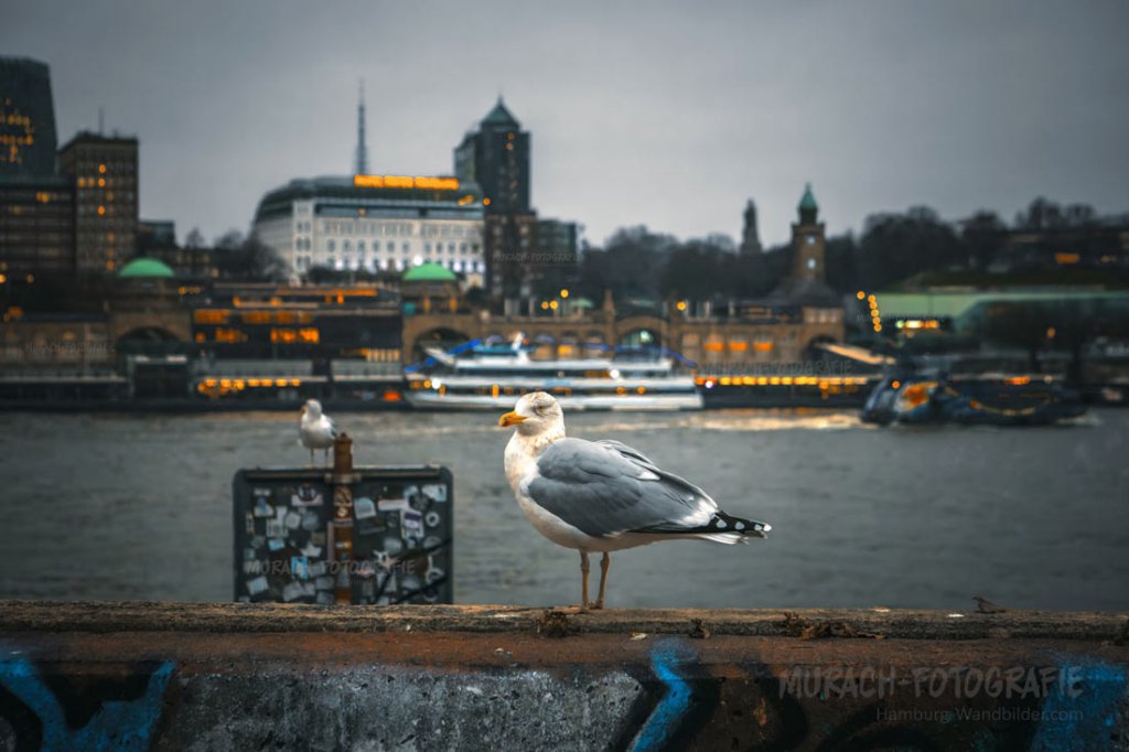moewe-am-bornsteinplatz